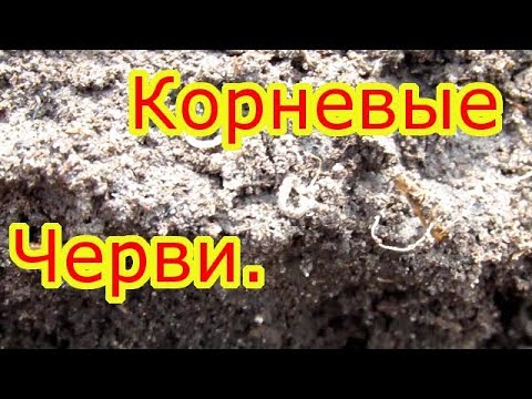 Видео: Борьба с корневым червяком (Нематода).