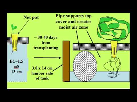 Видео: Три метода гидропоники без циркуляции воды для выращивания салата (реконструкция доклада на симпо...