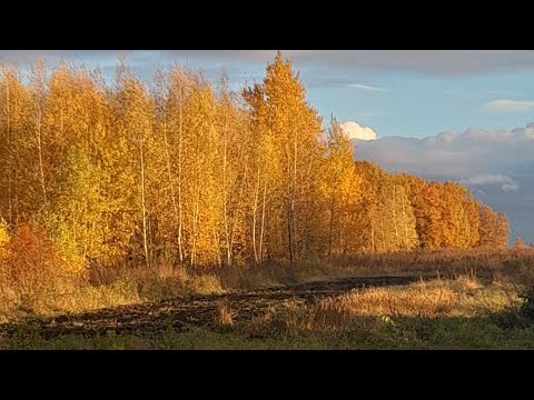 Видео: Понемногу обо всём.