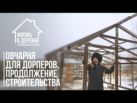 Видео: Овчарня для дорперов! Продолжение строительства.