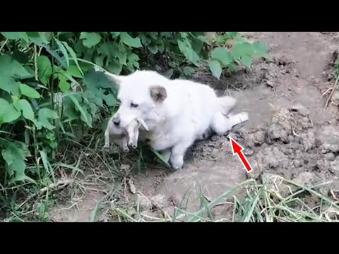 Видео: Парализованная бездомная собака-мать ищет приют с новорожденным щенком во рту