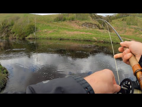 Видео: Ловля дикой форели нахлыстом на сухие мушки | Нортумберленд