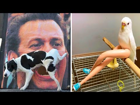 Видео: Фото, которые не повторятся