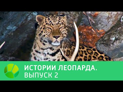 Видео: История леопарда. Выпуск 2 | Живая Планета