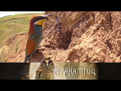 Видео: На холстах лета // Страна птиц. Документальный фильм @SMOTRIM_KULTURA