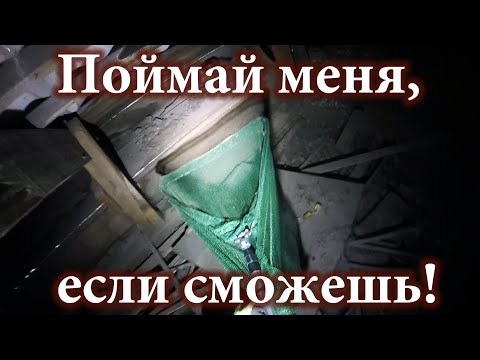 Видео: Котятки и дитятки