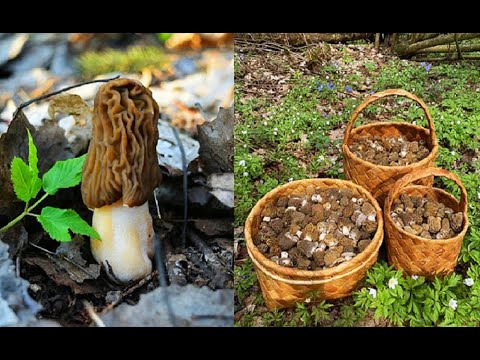 Видео: Сморчковая шапочка/ Где растёт/ Особенности сбора/ Беларусь