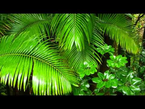 Видео: Звуки Тропических лесов