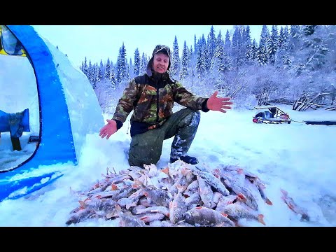 Видео: Вот это ДА!!! Попали на жор окуня! Зимняя рыбалка на таёжном озере. Ловим окуня на блесну.