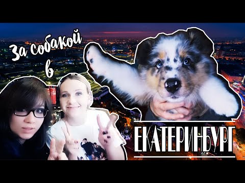 Видео: ПОЕХАЛА ЗА ЩЕНКОМ АУССИ В ЕКАТЕРИНБУРГ!