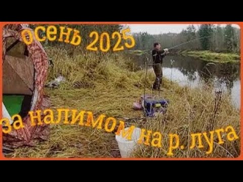 Видео: За НАЛИМОМ на р.ЛУГА с НОЧЁВКОЙ в палатке с ПЕЧКОЙ .2025г.