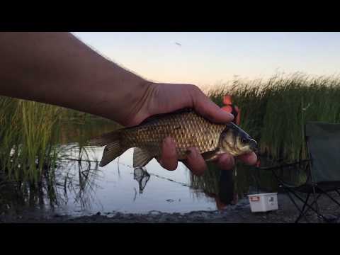 Видео: Рыбалка р.Кара-Кенгир на поплавок.Жезказган