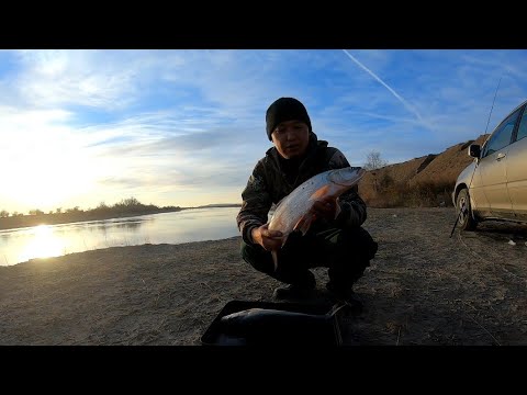 Видео: ІЛЕ ӨЗЕНІ ақ балық(жерех) ИЛЕ жерех
