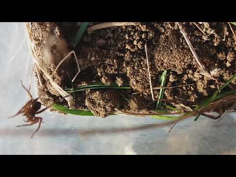Видео: Паяк вълк (Licosa-Licosidae)
