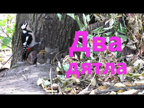 Видео: Большой пёстрый дятел пьёт воду/Средний дятел/Отличие