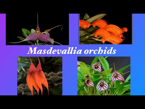 Видео: Масдеваллии в моей коллекции!Обзор!Masdevallia orchids 02.2022.