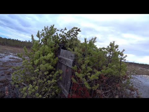 Видео: Гуси летят пачками. Удачная охота на болоте. 4 серия /Весенняя охота 2023/