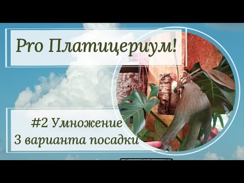 Видео: Платицериум. Часть 2. Три 🤟варианта посадки!