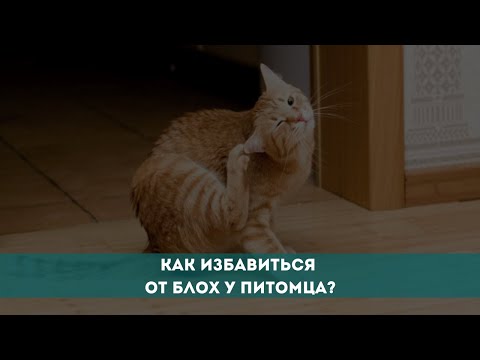 Видео: Как избавиться от блох у питомца?