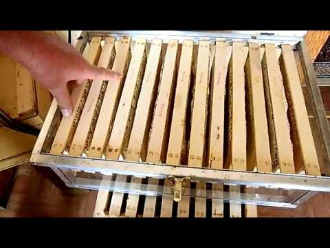 Видео: Сотовый мед   2016