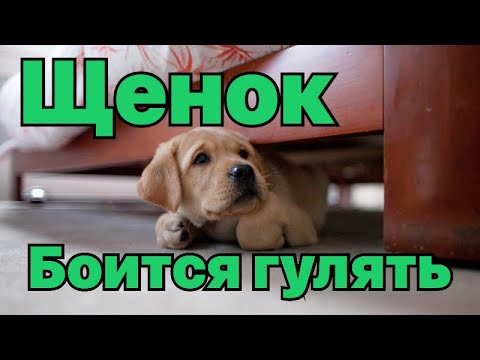 Видео: Щенок боится гулять на улице