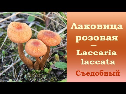 Видео: Лаковица розовая - съедобный гриб.