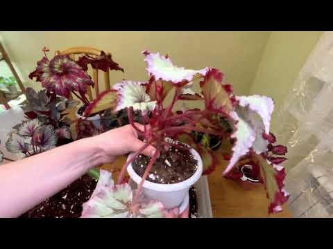 Видео: Пересаживаю бегонии. Обновление корневой.