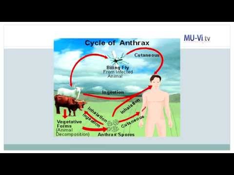 Видео: Антракс