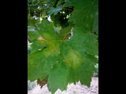 Видео: мана по лозата