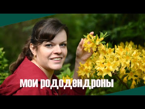 Видео: Неприхотливые рододендроны для Подмосковья /Хмель - агрессор /Аквилегия - цветок для романтиков