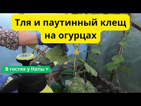 Видео: Последний шанс для огурцов: как спасти урожай от тли и клеща