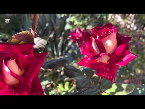 Видео: КОНЕЦ ОКТЯБРЯ РОЗЫ ЦВЕТУТ🌹ЮКА ПО ВТОРОМУ РАЗУ ЗАЦВЕТАЕТ🌺Осень наступает🍁🍁🍁🍂🥗