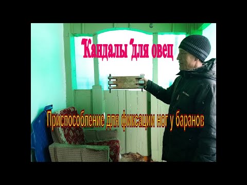 Видео: "Кандалы" Приспособление для фиксации ног у овец\жизнь в деревне /#Домвдеревне