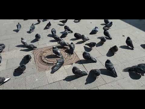 Видео: 10 МАЯ 2024год.Город ЗЕЛЕНОГРАД:Станция"КРЮКОВО".