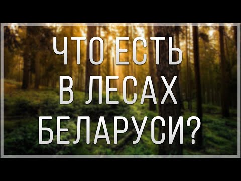 Видео: ЧТО ЕСТЬ В ЛЕСАХ БЕЛАРУСИ?