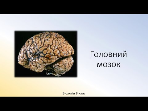 Видео: Біологія людини. Головний мозок