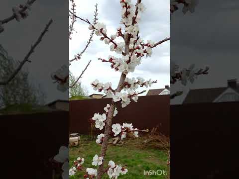 Видео: Абрикос Саратовский  рубин цветёт.25 апреля 2024г❤