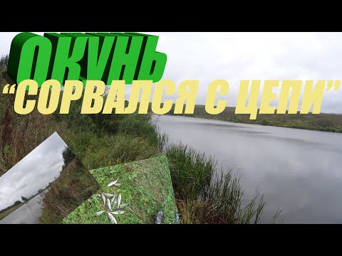 Видео: Рыбалка на лайтовый спиннинг ! Окуневый жор! Поклевки, чуть-ли не на каждой проводке!