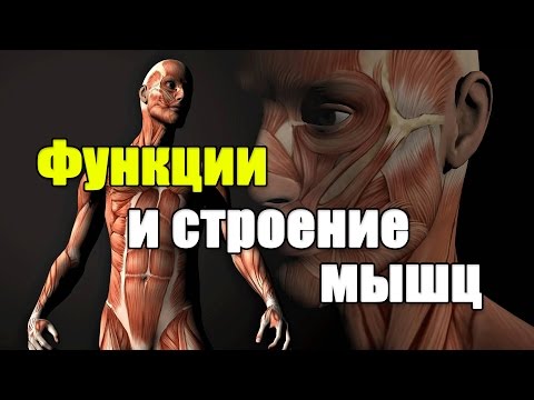 Видео: Функции и строение мышц.