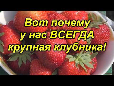 Видео: Всего одна подкормка и ягода на клубнике будет КРУПНОЙ! "Копеечная" [подкормка] клубники.