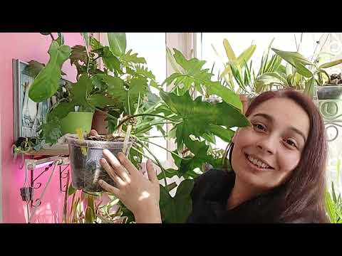 Видео: Филодендроны: хитрости