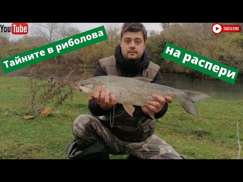Видео: Успешни такъми, примамки и тактики при риболова на распер на Спининг