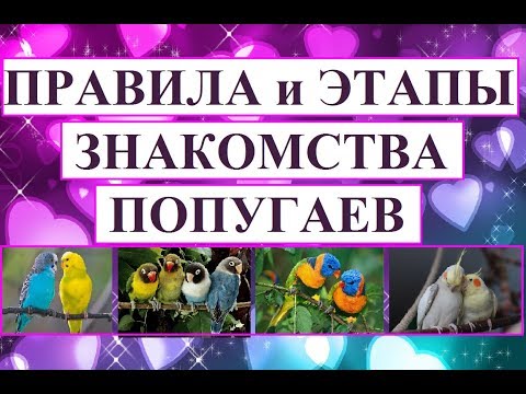 Видео: Правила знакомства попугаев в паре или стае.