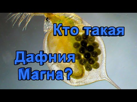 Видео: Дафния Магна (Daphnia Magna) - описание