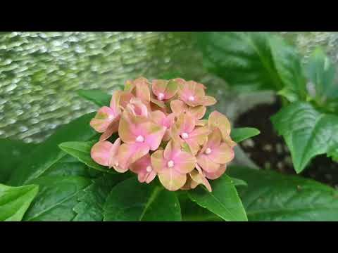 Видео: Зелёное черенкование метельчатых гортензий продолжается.  Работа питомника в режиме онлайн!