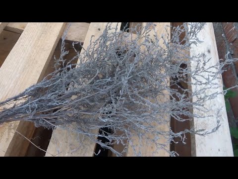 Видео: Рецепты бабушки Любы - белая полынь от болезней кожи, лекарство от бесплодия и др.