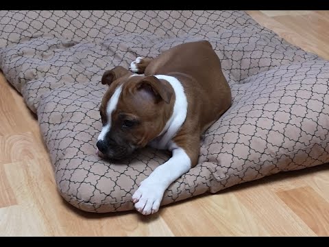 Видео: Щенок. Стаффордширский бультерьер . Staffordshire Bullterrier Puppy.