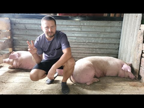 Видео: ✅ Расширяемся 💪Загон на 15 поросят из того что есть 🐷🥩 Свиньи как Бизнес 🫶#pigfeed #pig #farming