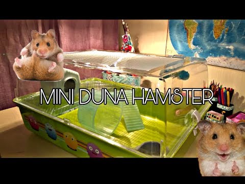 Видео: ОБЗОР MINI DUNA HAMSTER
