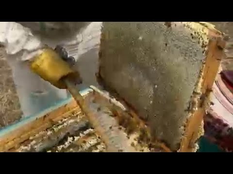 Видео: КОРИ ЗАНБУРИ ЯКРАМКАГА 2025